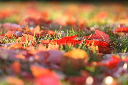 Leaf yellow orange