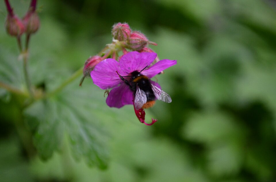 Frauenmantel insect collect nectar photo