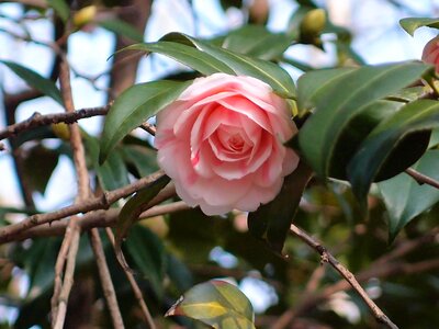 Camellia flower fold the camellia flowers photo