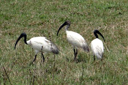 Wader bird ibis