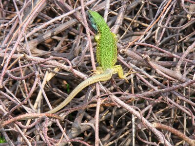 Lizard green blue