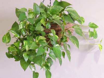 Green leaves flowerpot photo