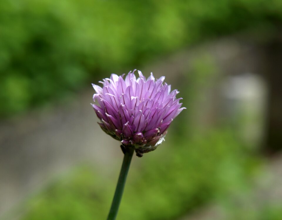 Blossom bloom plant