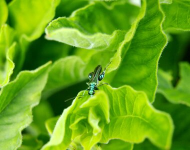 Iridescent insect close up photo