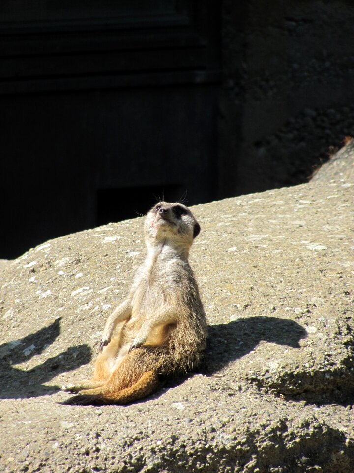 Meerkat animal sit