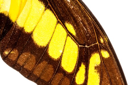Amazon iridescent scale