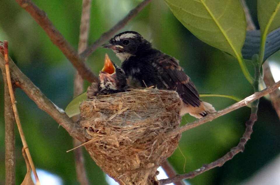 Flycatcher rhipidura albicollis passerine