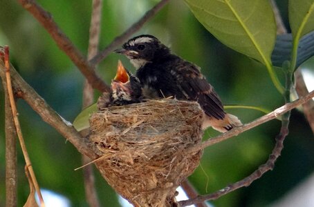 Flycatcher rhipidura albicollis passerine
