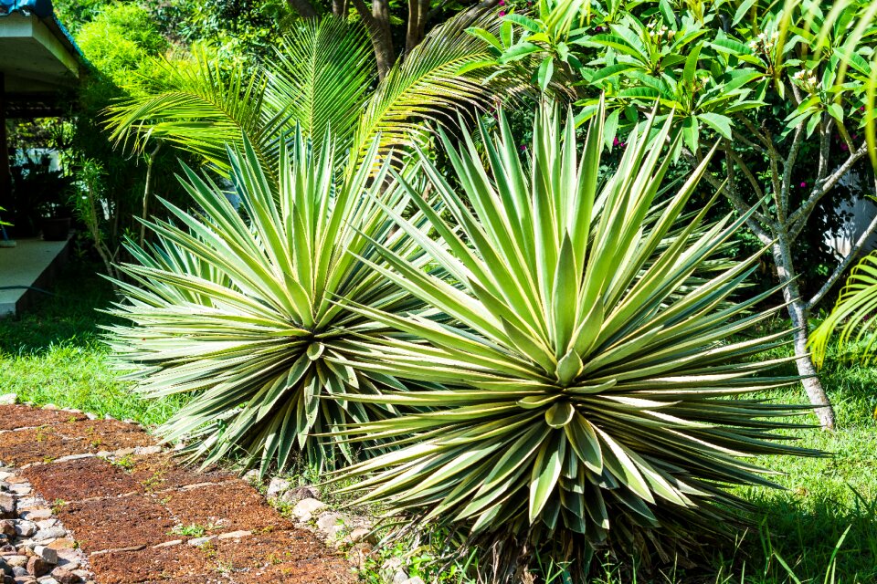 Agavengewächs plant prickly