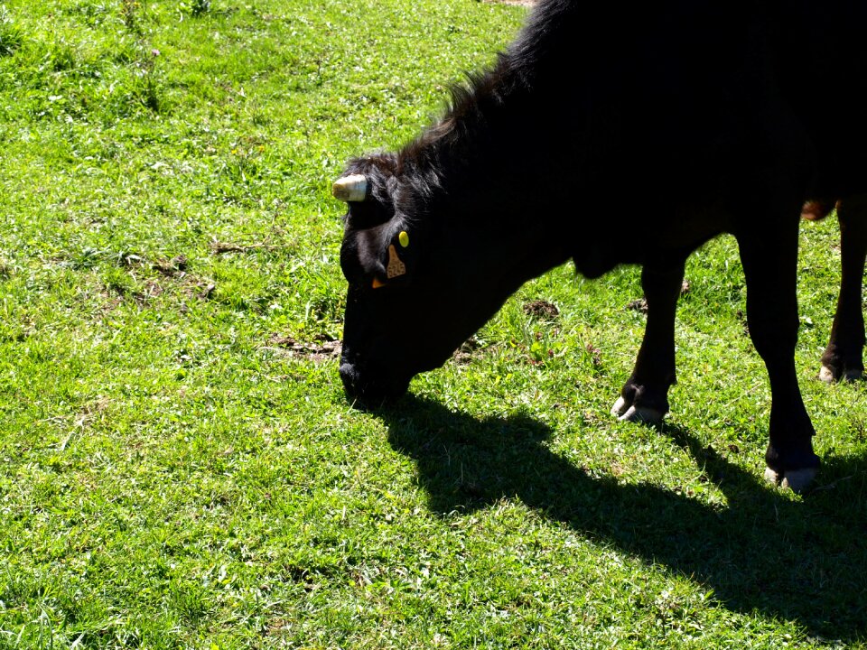 Nature livestock animals
