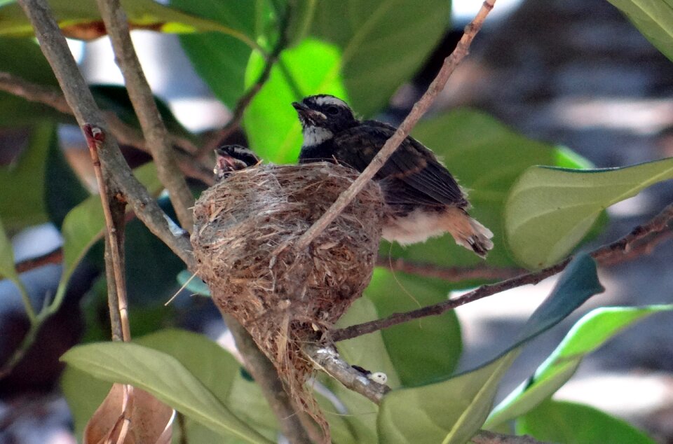 Flycatcher rhipidura albicollis passerine