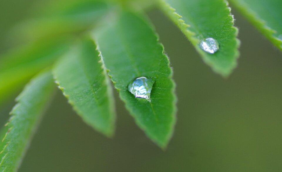Plant rain close up photo