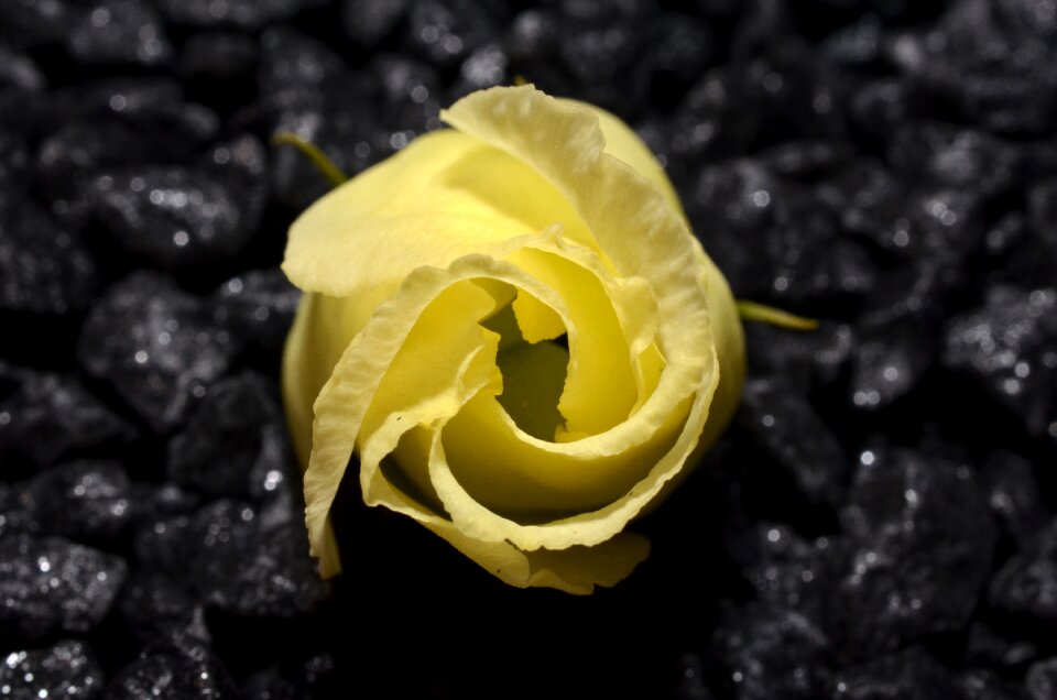 Yellow bud ros