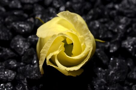 Yellow bud ros