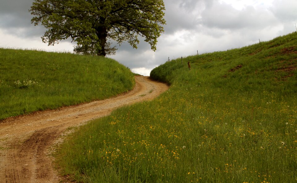 Swinging tree meadow