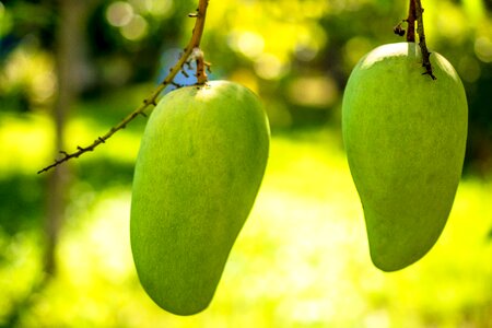 Fruits fruit green mango photo