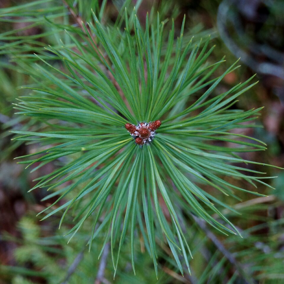 Conifer growth point shoot
