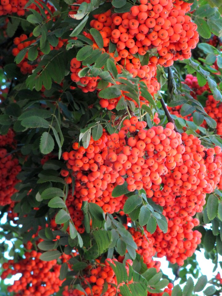 September berry orange berries