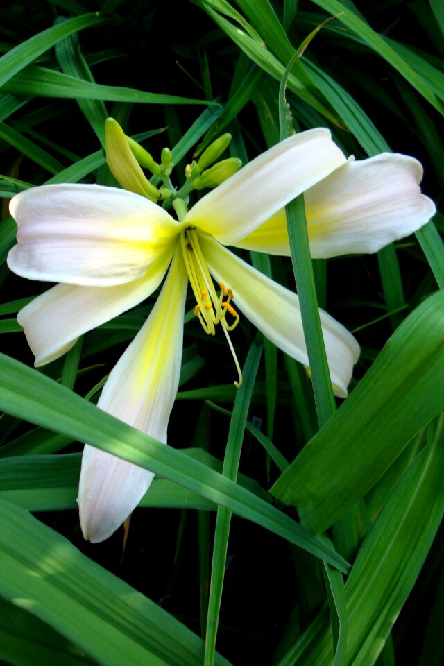 Garden hemerocallis yellow