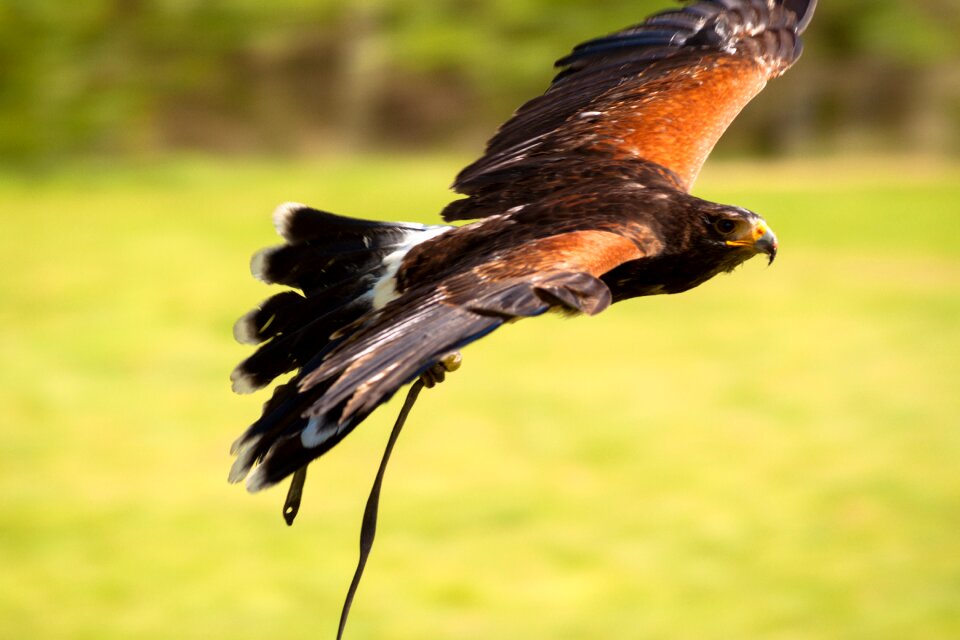 Birds of prey show bird falkner