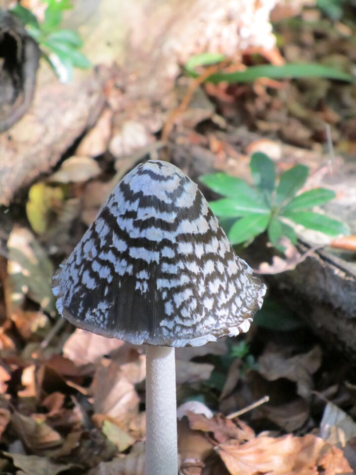 Mushroom forest after the rain