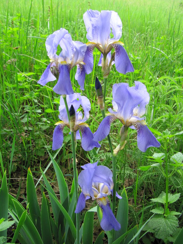 Iris spring beautiful