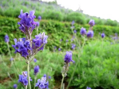 Lavender plant hillside