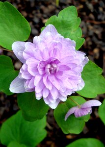 Flower spring pink