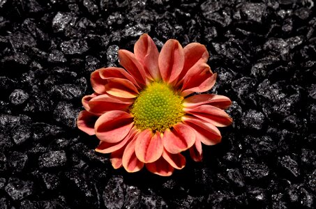 Small flower black