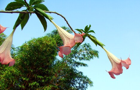 Solanaceae mollis flower kodagu