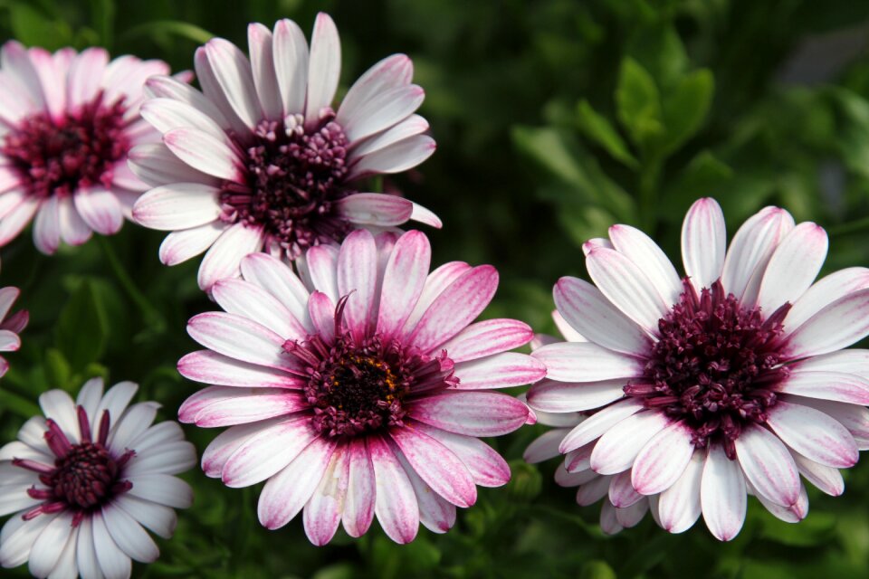 Spring plant bloom