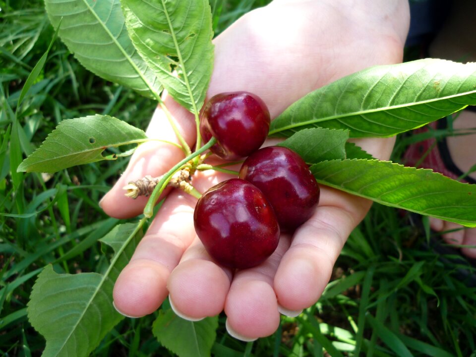 Leaf delicious sweet