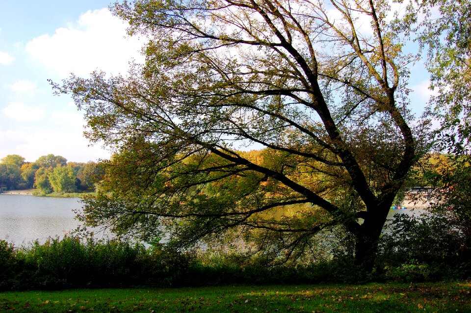 Windschief meadow smaller tree