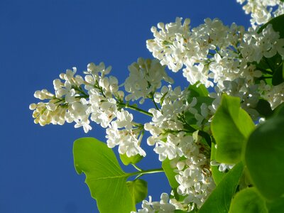 White fliederblueten lilac umbels