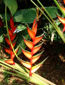 Heliconiaceae flower plant