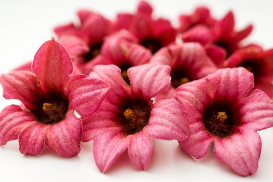 Beauty color romantic