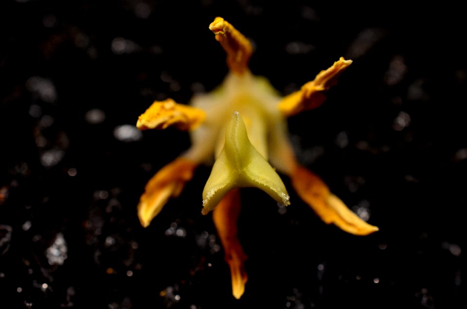 Stamens macro yellow