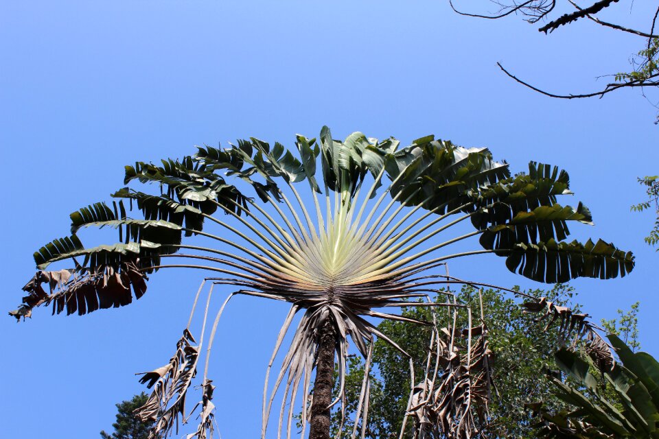 Exotic tropical plant