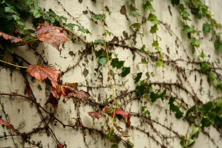 Leaves wall autumn
