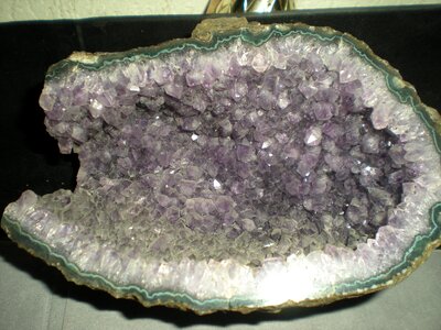 Violet nature beauty