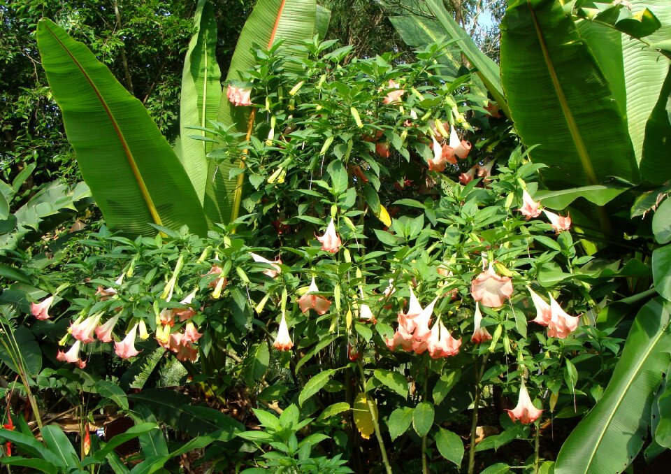 Brugmansia arborea solanaceae pink