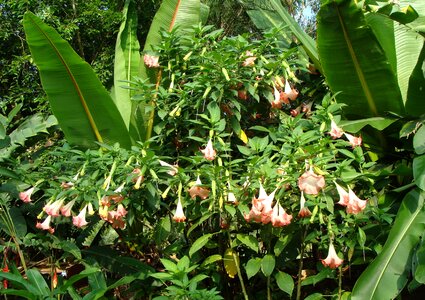 Brugmansia arborea solanaceae pink photo