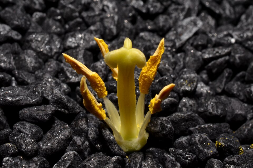 Macro stamens yellow