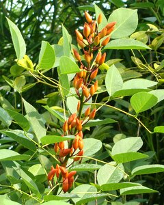 Erythrina crista-galli fabaceae kodagu