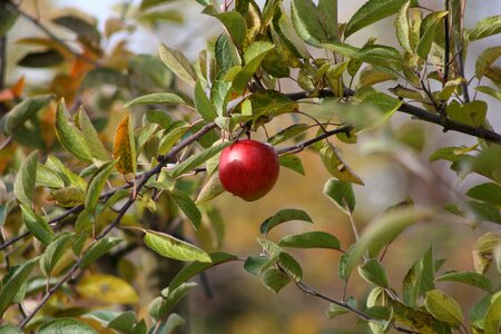 Delicious fruit apple tree
