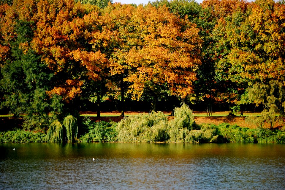 Forest autumn forest colorful