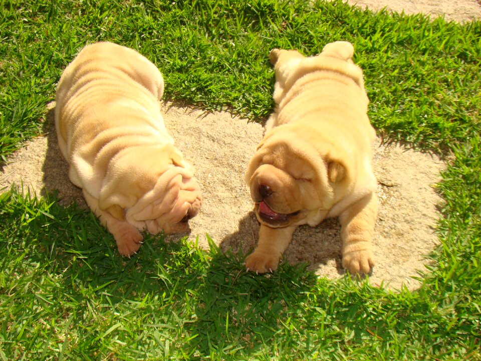 Animals pet cuteness