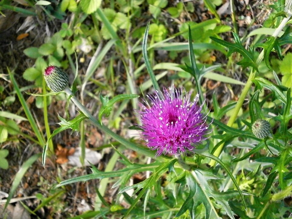 Wild grass wild flowers compositae