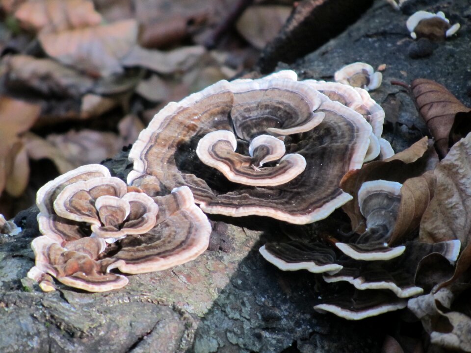 Spunk mushroom forest