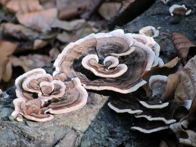 Spunk mushroom forest
